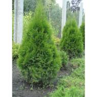 Саженец туи Holmstrup в контейнере