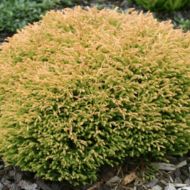 Саджанець Туя західна Голден Таффет в контейнері