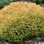 Саджанець Туя західна Голден Таффет в контейнері