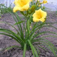 Лилейник Stella de Oro