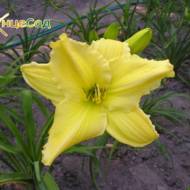 Лилейник Winning Ways