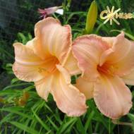 Лілійник Master Touch