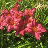 Лілійник Meran