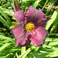 Лилейник Minstrel Boy