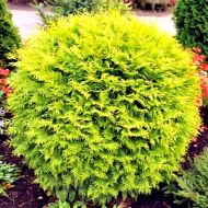 Саджанець Туя Голден Глоб в контейнері