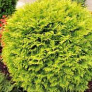 Саженец туи Голден Глоб в контейнере