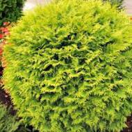 Саженец туи Голден Глоб в контейнере