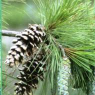 Саженец сосны Веймутова в контейнере