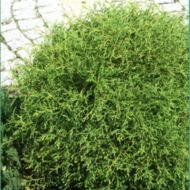 Саженец туи Мистер Боулинг Болл в контейнере