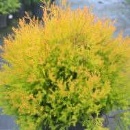 Саджанець Туя Рейн Голд в контейнері