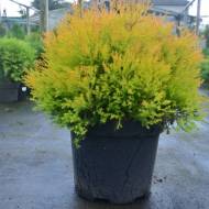 Саженец туи Рейн Голд в контейнере