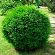 Саджанець Туя західна Вудварді в контейнері