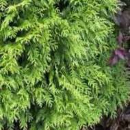 Саджанець Туя західна Вудварді в контейнері