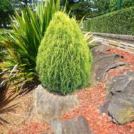 Саджанець Туя західна Aurea Nana в контейнері