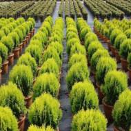 Саженец туи западной Aurea Nana в контейнере