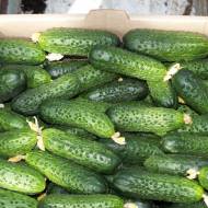 Огурец Мирабелла