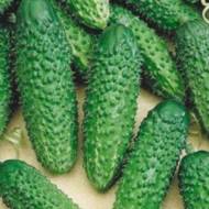 Огурец Эколь