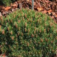 Саженец сосны горной пиренейской в контейнере