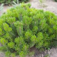 Саджанець Сосна гірська піренейська в контейнері