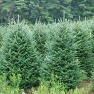 Саженец пихты Фразера в контейнере