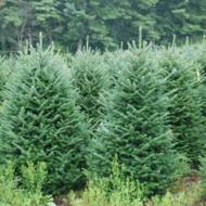 Саженец пихты Фразера в контейнере