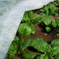 Агроволокно укрывное в рулонах (белое) 60г/м²