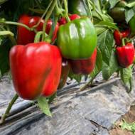 Перець Вангард F1 за 7 нас.