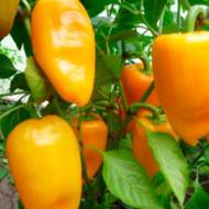 Перець солодкий Абрикосова Фаворитка за 0,25 г
