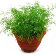 Укроп Комнатный за 2 г