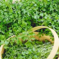 Кресс-салат кудрявый за 1 г