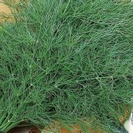 Укроп Супердукат