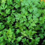 Петрушка листовая Гигантэ дэ Италия