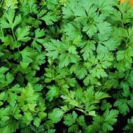 Петрушка листовая Гигантэ дэ Италия