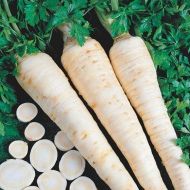 Петрушка Берлинская (корневая)