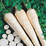 Петрушка Берлинская (корневая)