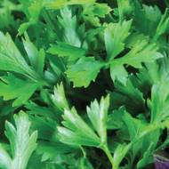Петрушка листовая Богатырь