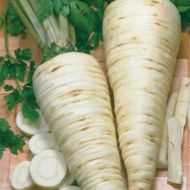 Петрушка Корневая Сахарная