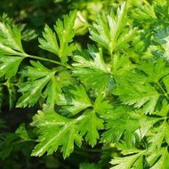 Петрушка листовая Гигантелла за 2 г