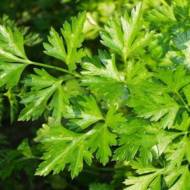 Петрушка листовая Гигантелла за 2 г