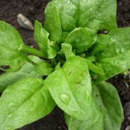 Шпинат Матадор