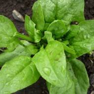 Шпинат Матадор