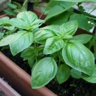Базилик горшочный за 0,5 г