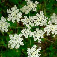 Анис за 0,2 г