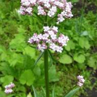 Валериана лекарственная за 0,05 г