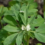 Грибная трава за 0,5 г