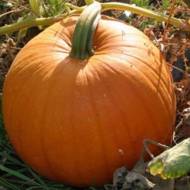 Тыква Витаминная за 3 г