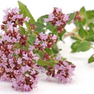 Душица  обычная (Орегано) за 0,1 г