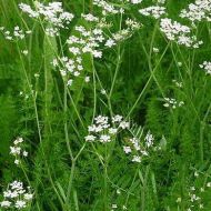 Кмин за 0,5 г