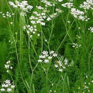 Тмин за 0,5 г