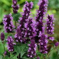 Лофант анисовый за 0,1 г